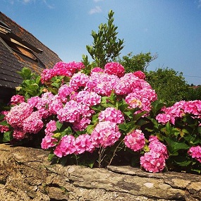 Île de Groix fleurs hortensias