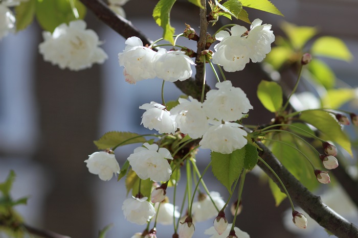 cerisiers en fleurs à Londres