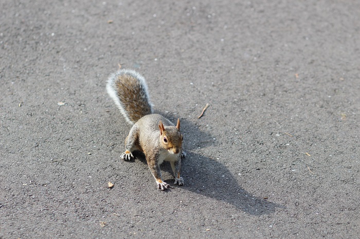 écureuil Hyde Park Londres 